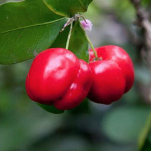 Image result for acerola