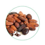 granos de cacao orgánicos