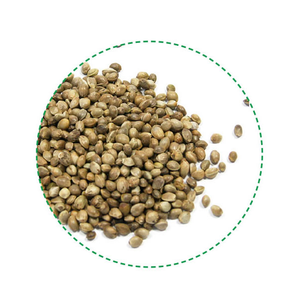 Hemp seeds семена конопли можно удобрять коноплю навозом