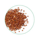 kvinoja crvena organska