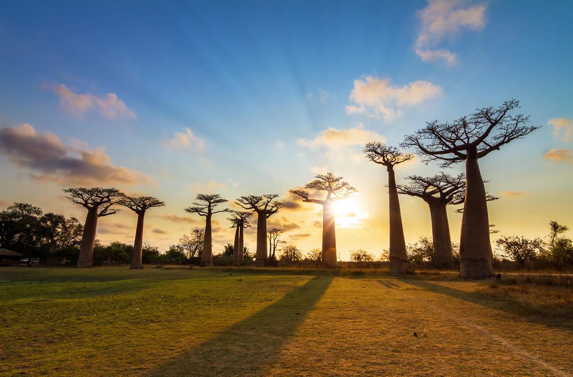 Baobab-albero