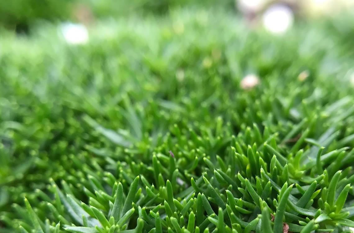 irish-moss-organic
