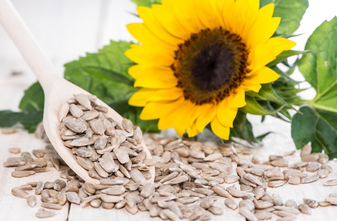 sunflower-protein